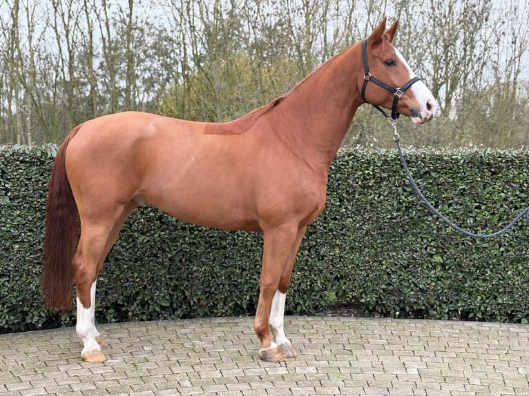 Zangersheider Hongre 6 Ans 169 cm Alezan in Wijchmaal