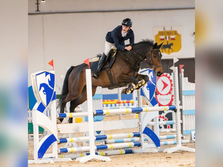 Zangersheider Hongre 6 Ans 169 cm Bai cerise in Piaseczno