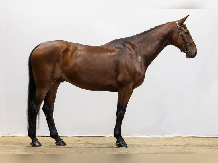 Zangersheider Hongre 6 Ans 169 cm Bai in Waddinxveen