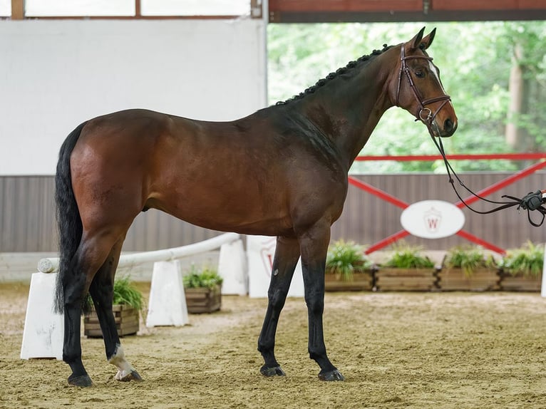Zangersheider Hongre 6 Ans 171 cm Bai in Münster-Handorf