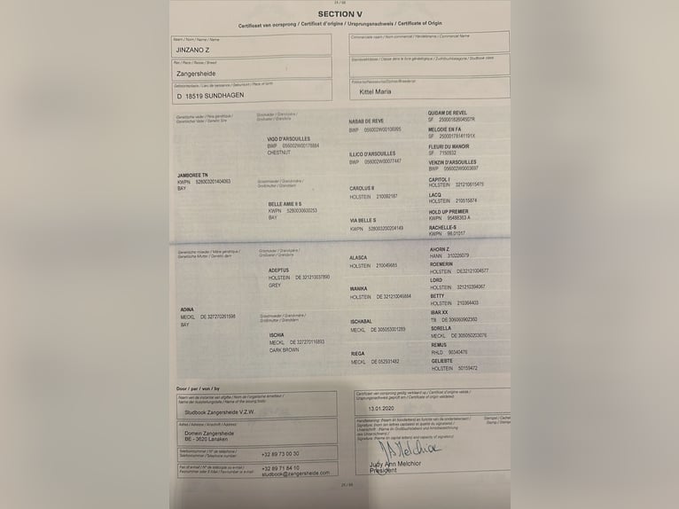 Zangersheider Hongre 6 Ans 172 cm Alezan in Grevesmühlen