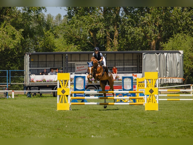 Zangersheider Hongre 6 Ans 172 cm Alezan in Peenemünde