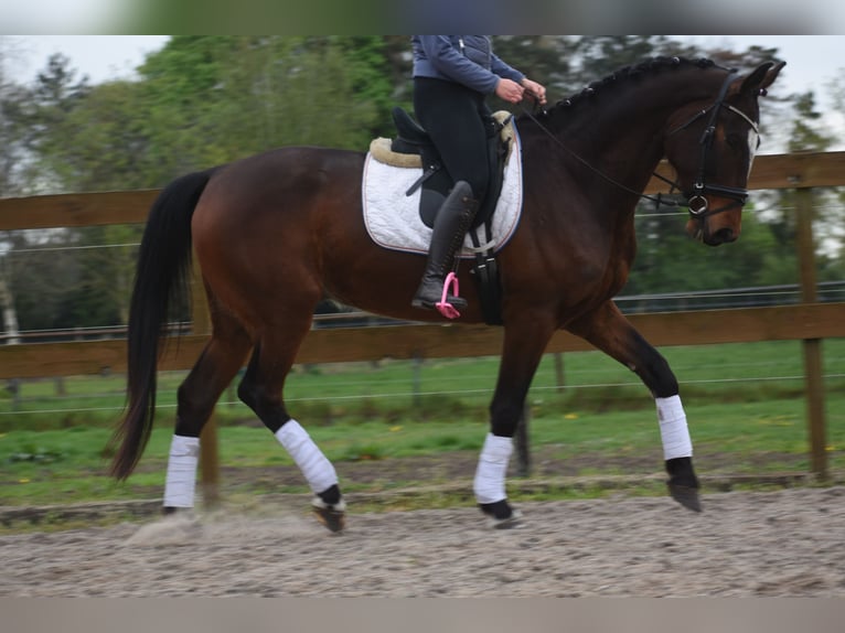 Zangersheider Hongre 6 Ans 172 cm Bai brun in Achtmaal
