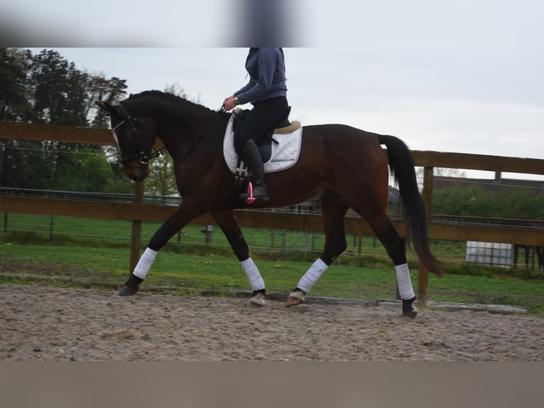 Zangersheider Hongre 6 Ans 172 cm Bai brun in Achtmaal
