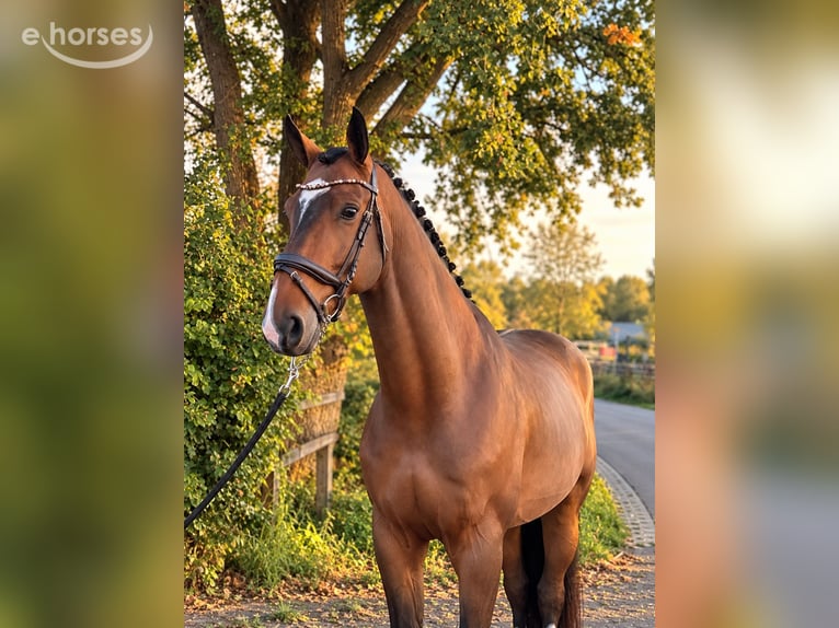 Zangersheider Hongre 6 Ans 172 cm Bai brun in Weert