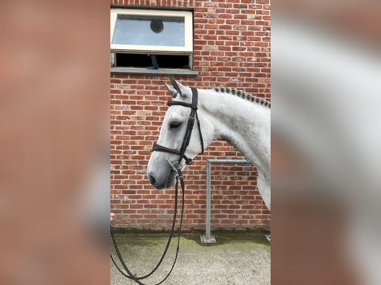 Zangersheider Hongre 6 Ans 172 cm Gris in GROTE-BROGEL