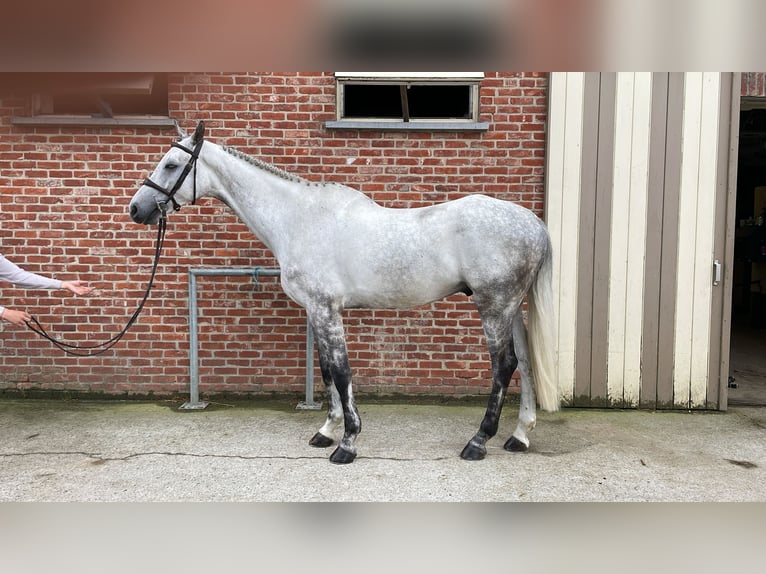 Zangersheider Hongre 6 Ans 172 cm Gris in GROTE-BROGEL