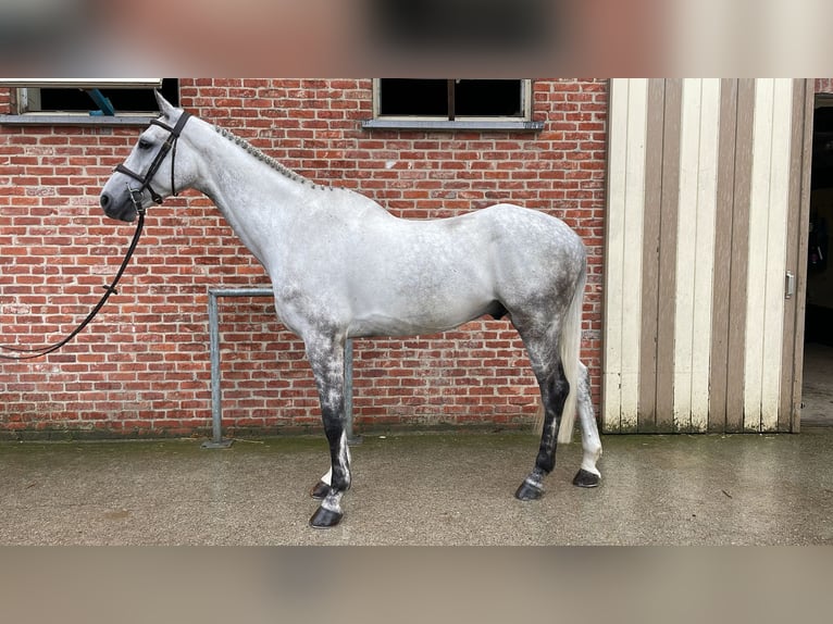 Zangersheider Hongre 6 Ans 172 cm Gris in GROTE-BROGEL