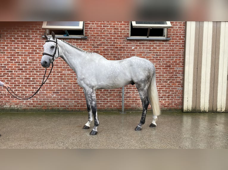 Zangersheider Hongre 6 Ans 172 cm Gris in GROTE-BROGEL