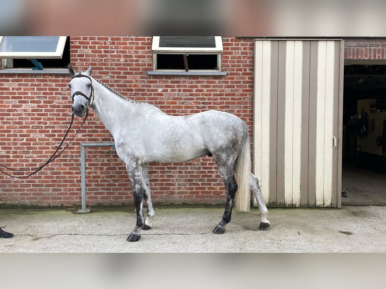 Zangersheider Hongre 6 Ans 172 cm Gris in GROTE-BROGEL