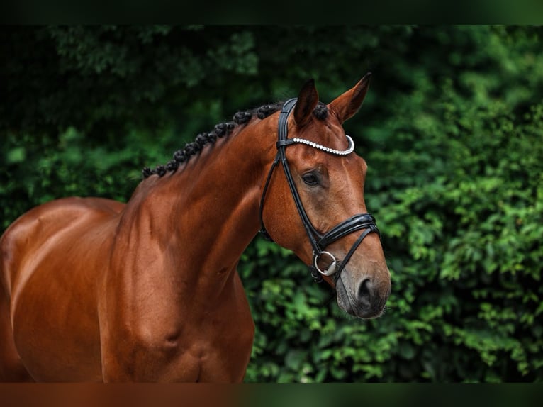 Zangersheider Hongre 6 Ans 173 cm Bai in Unterneukirchen