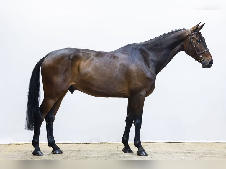 Zangersheider Hongre 6 Ans 173 cm  in Waddinxveen