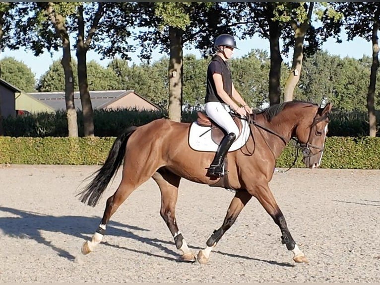Zangersheider Hongre 6 Ans 174 cm Bai in Waddinxveen