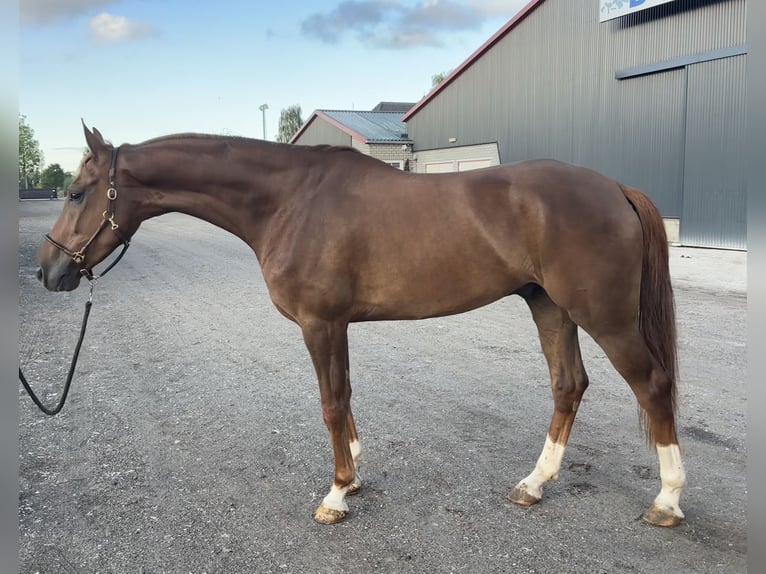 Zangersheider Hongre 6 Ans 175 cm Alezan in Schijndel