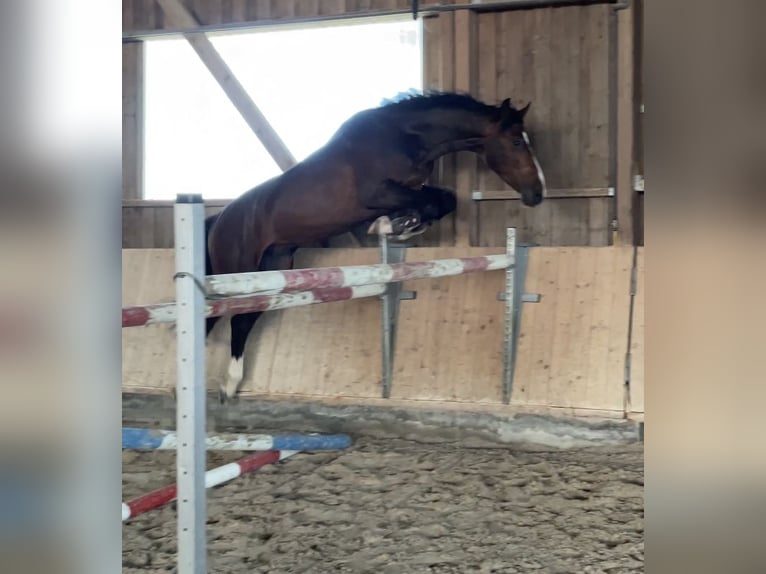 Zangersheider Hongre 6 Ans 175 cm Bai in Pfaffenhofen