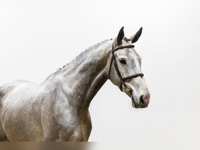 Zangersheider Hongre 6 Ans 175 cm Gris in Waddinxveen