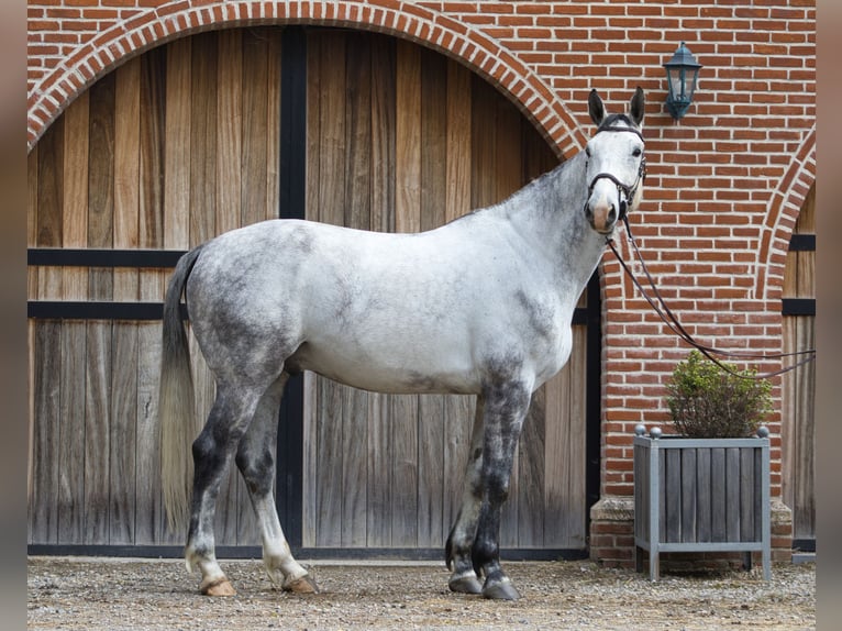 Zangersheider Hongre 6 Ans 175 cm Gris pommelé in Schriek