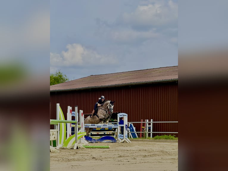 Zangersheider Hongre 6 Ans 175 cm Gris pommelé in Soest