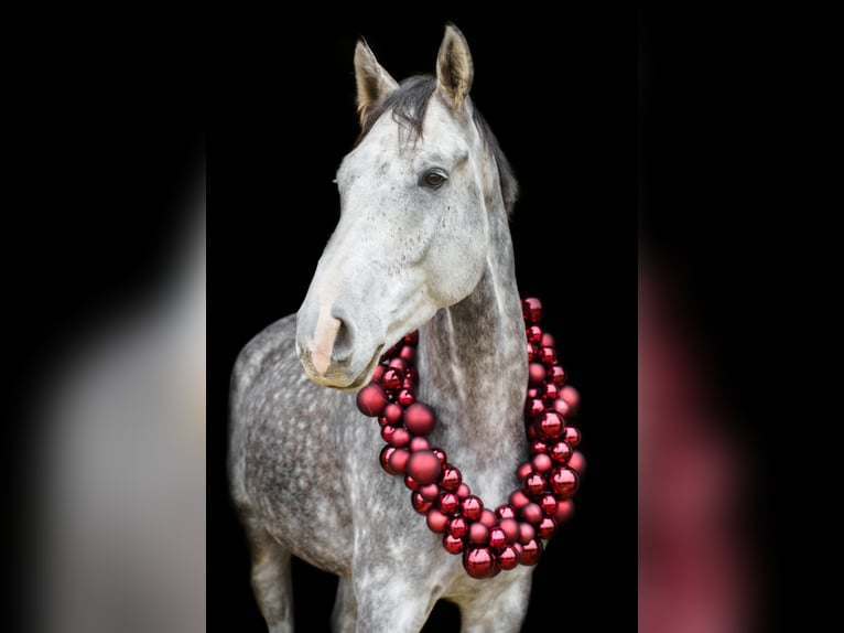 Zangersheider Hongre 6 Ans 175 cm Gris pommelé in Soest