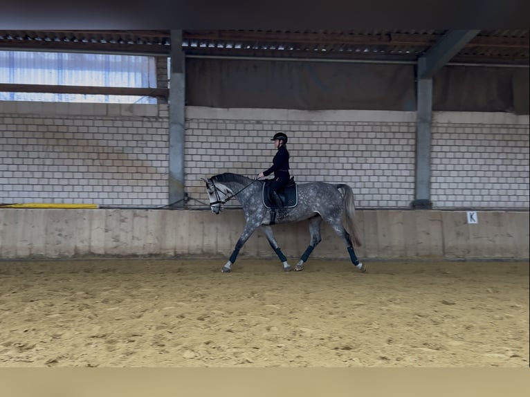 Zangersheider Hongre 6 Ans 175 cm Gris pommelé in Soest