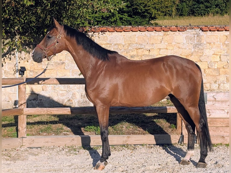 Zangersheider Hongre 6 Ans 176 cm Bai in Presles
