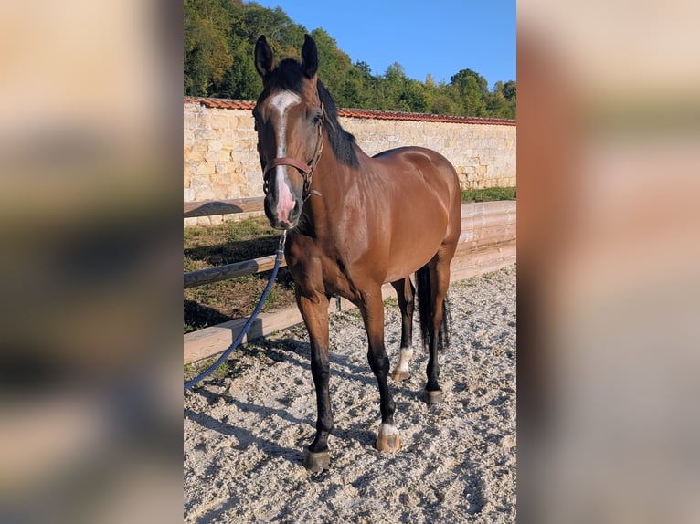 Zangersheider Hongre 6 Ans 176 cm Bai in Presles