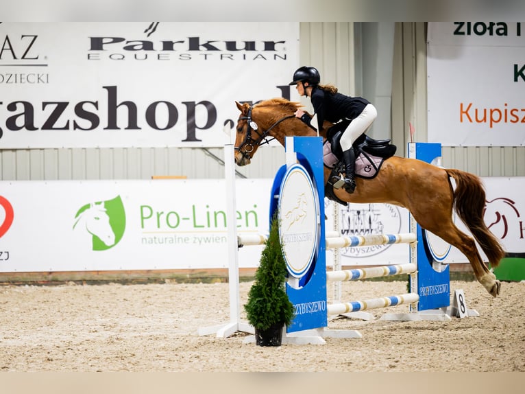 Zangersheider Hongre 7 Ans 149 cm Alezan in Gorlice