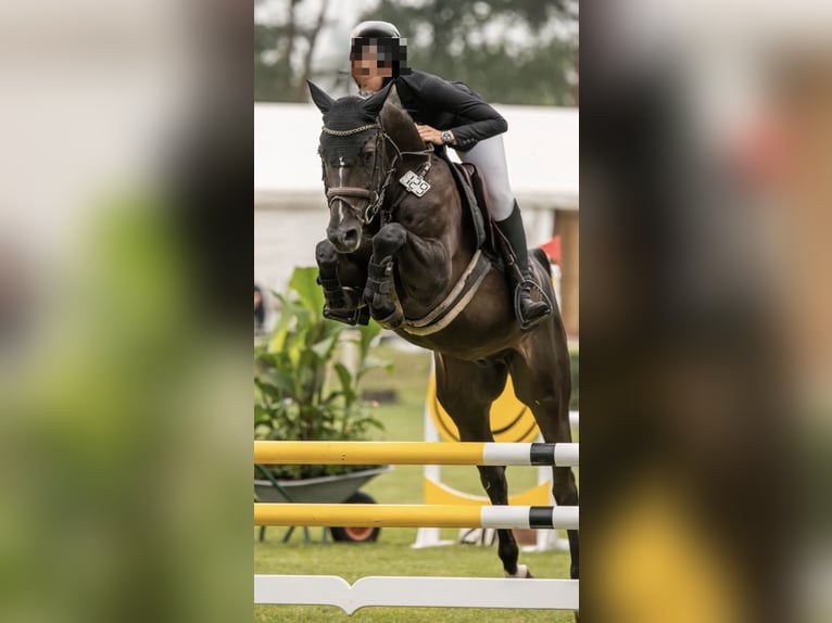 Zangersheider Hongre 7 Ans 160 cm Bai brun foncé in Ankum