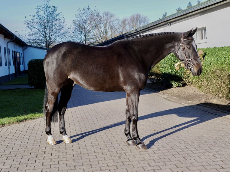 Zangersheider Hongre 7 Ans 160 cm Bai brun foncé in Ankum
