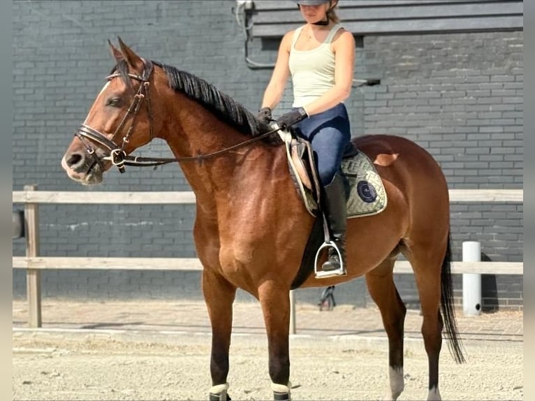 Zangersheider Hongre 7 Ans 160 cm Bai in Kaldenkirchen