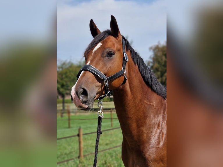 Zangersheider Hongre 7 Ans 160 cm Bai in Kaldenkirchen