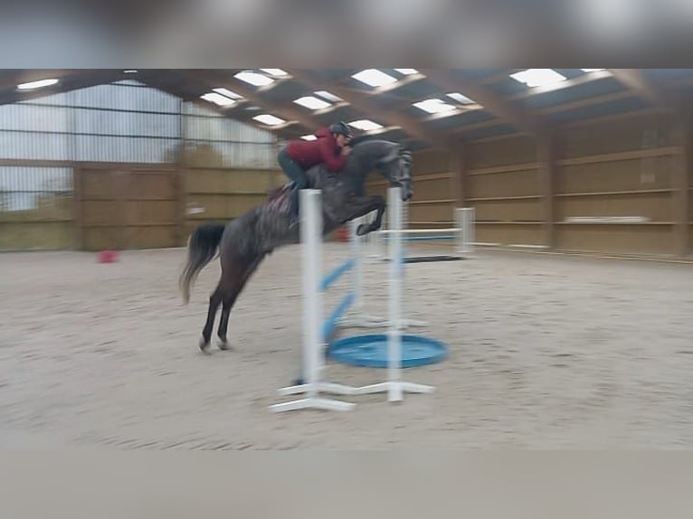 Zangersheider Hongre 7 Ans 165 cm Gris in Bois-Guillaume