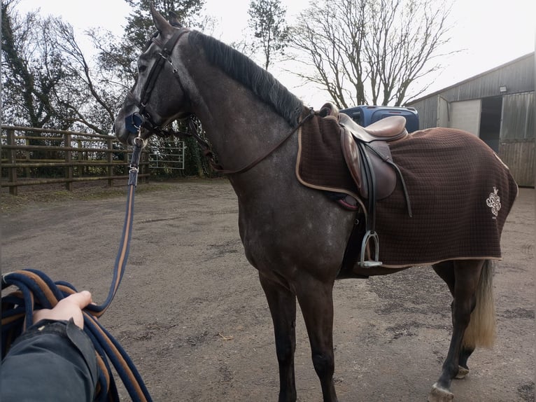 Zangersheider Hongre 7 Ans 165 cm Gris in Bois-Guillaume