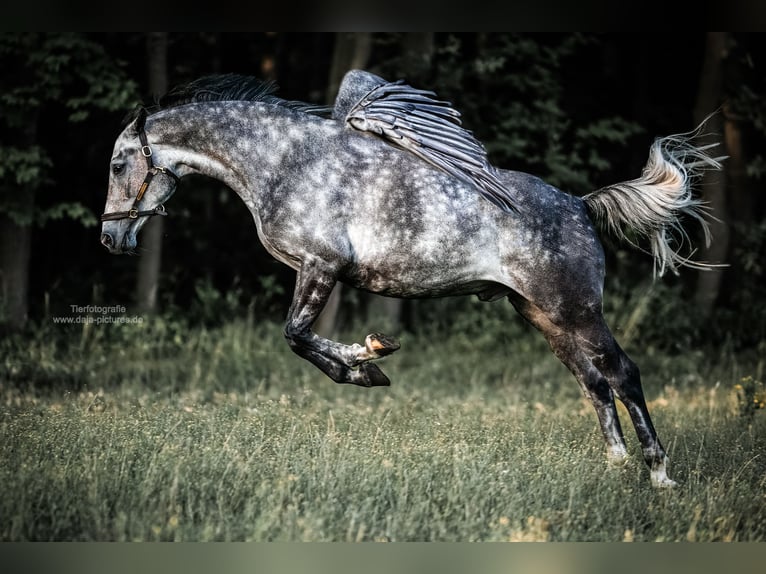 Zangersheider Hongre 7 Ans 166 cm Gris pommelé in Delbr&#xFC;ck