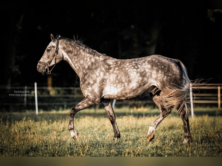 Zangersheider Hongre 7 Ans 166 cm Gris pommelé in Delbr&#xFC;ck