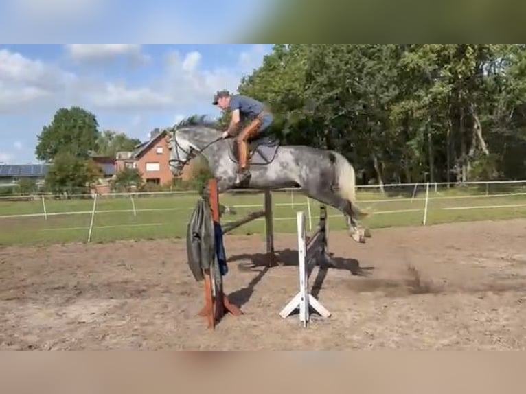 Zangersheider Hongre 7 Ans 166 cm Gris pommelé in Delbr&#xFC;ck