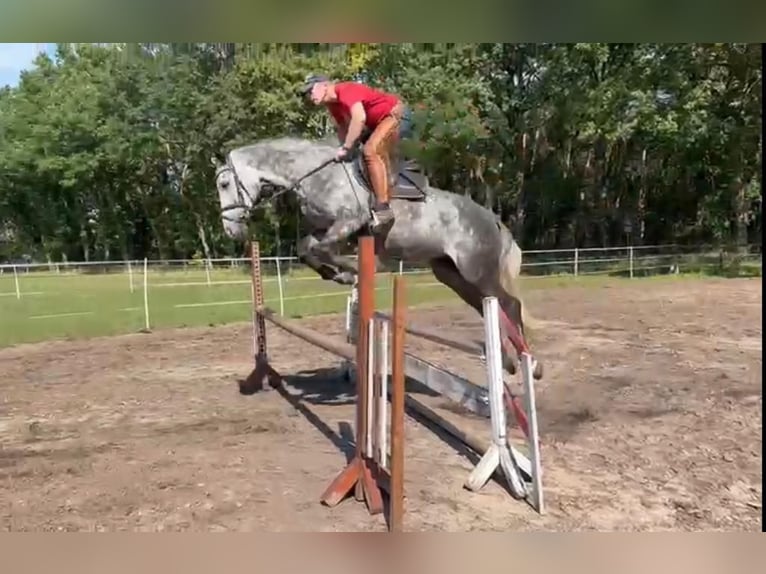 Zangersheider Hongre 7 Ans 166 cm Gris pommelé in Delbr&#xFC;ck