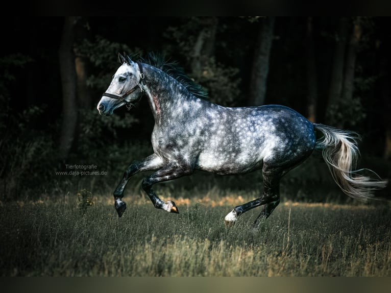 Zangersheider Hongre 7 Ans 166 cm Gris pommelé in Delbr&#xFC;ck