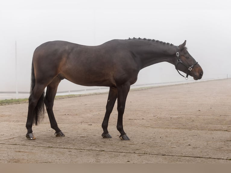 Zangersheider Hongre 7 Ans 167 cm Bai brun in zagreb
