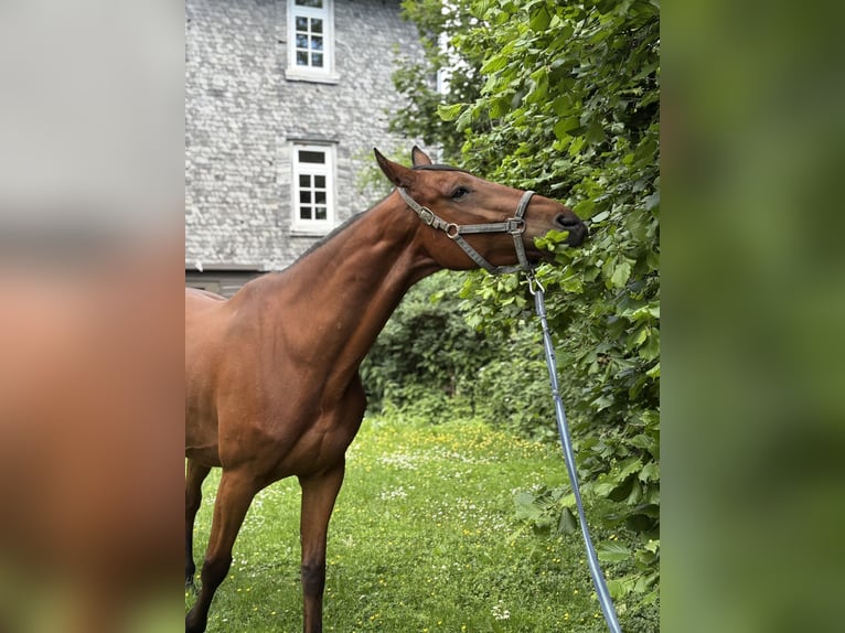 Zangersheider Hongre 7 Ans 168 cm Bai in Nidda