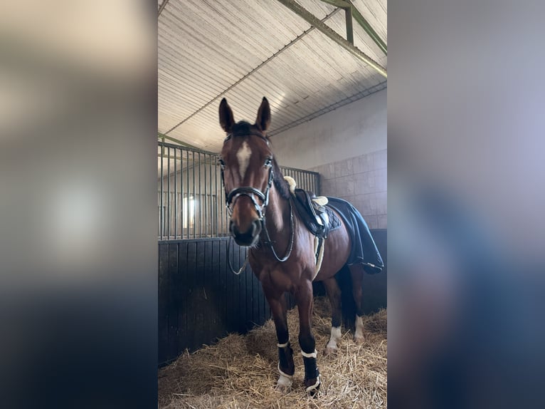 Zangersheider Hongre 7 Ans 168 cm Bai in Bratislava