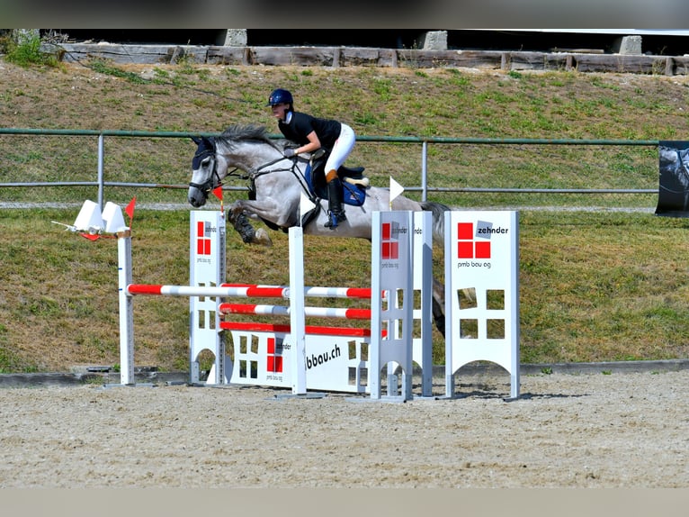Zangersheider Hongre 7 Ans 168 cm Gris in Egg b. Zürich