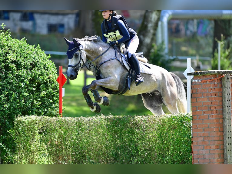 Zangersheider Hongre 7 Ans 168 cm Gris in Egg b. Zürich