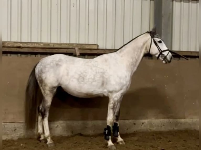 Zangersheider Hongre 7 Ans 168 cm Gris pommelé in Haldensleben