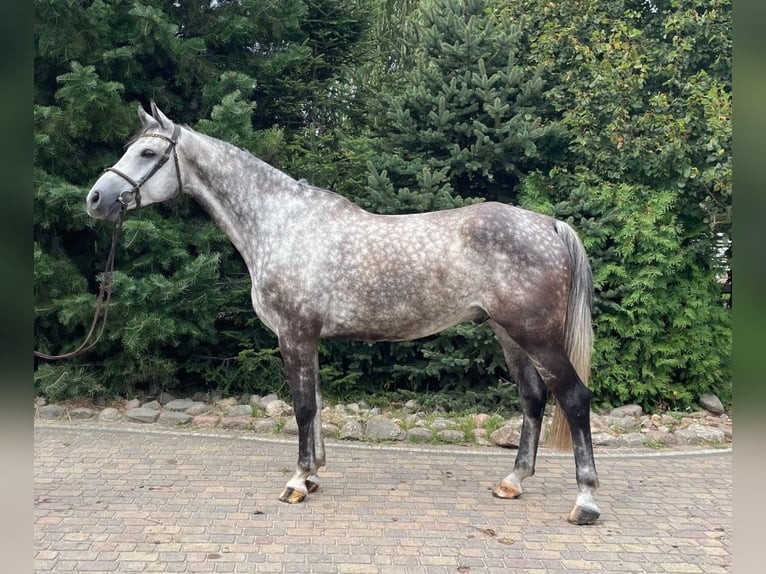 Zangersheider Hongre 7 Ans 169 cm Gris in Paruszka Zangersheider Hongre 7 Ans 169 cm Gris in Paruszka
