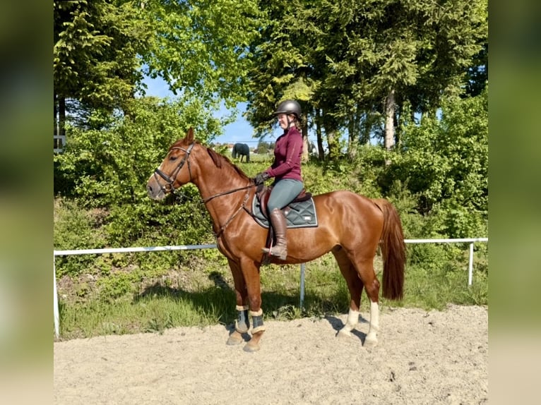 Zangersheider Hongre 7 Ans 170 cm Alezan in Pelmberg
