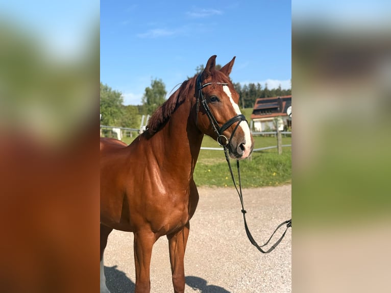 Zangersheider Hongre 7 Ans 170 cm Alezan in Pelmberg