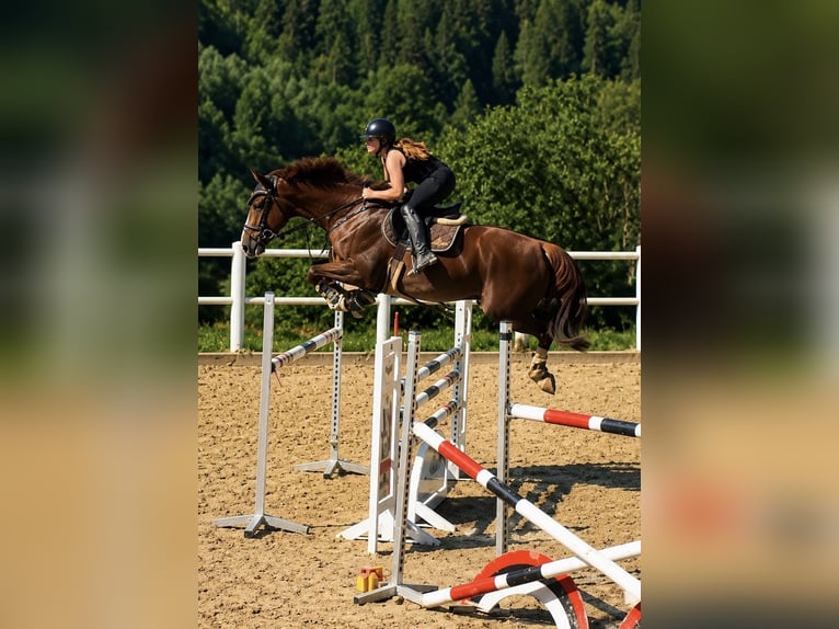 Zangersheider Hongre 7 Ans 170 cm Alezan in Schladming