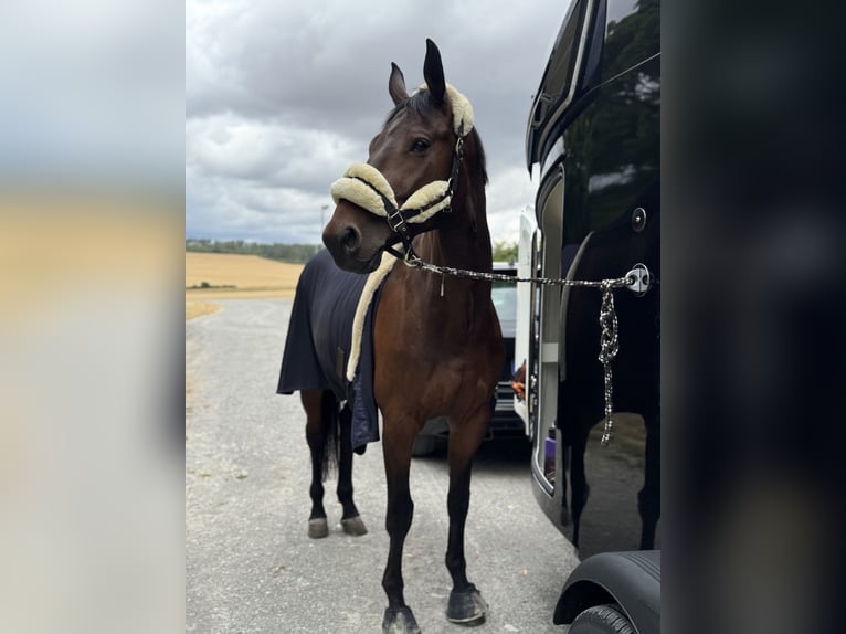 Zangersheider Hongre 7 Ans 170 cm Bai in Rh&#xF6;nblick