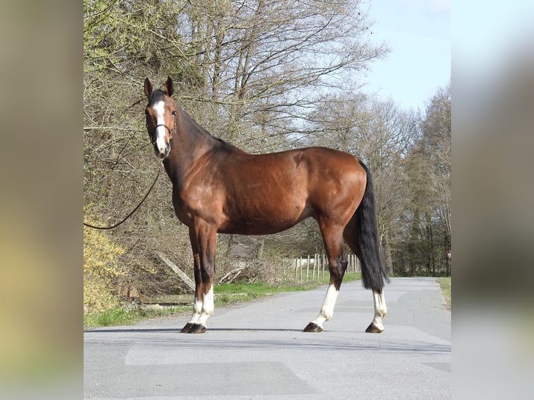 Zangersheider Hongre 7 Ans 170 cm Bai in Verl